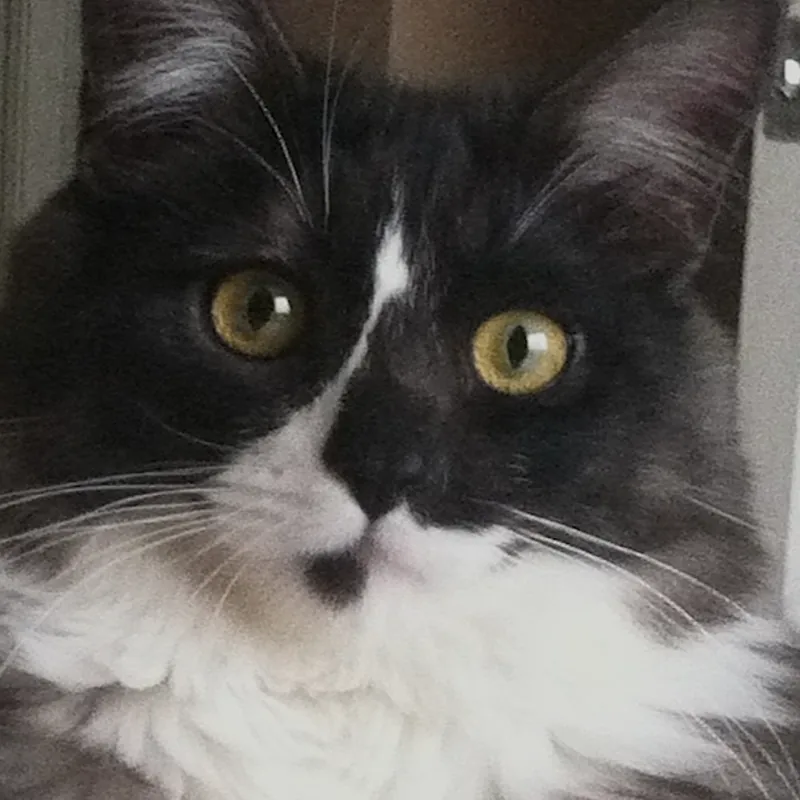 Sharpened: close-up of a black and white cat