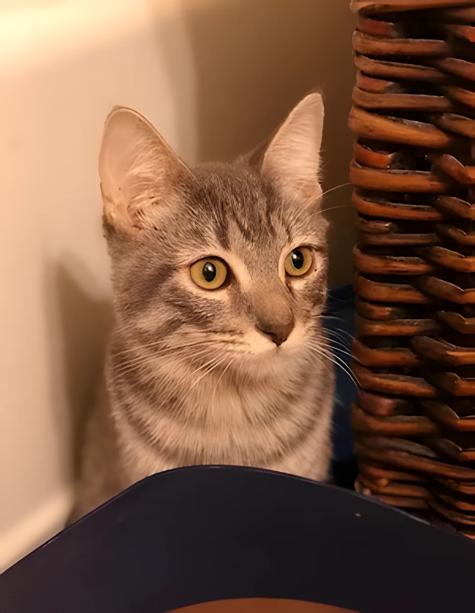 Upscaled: full cat photo, 300 × 387 source