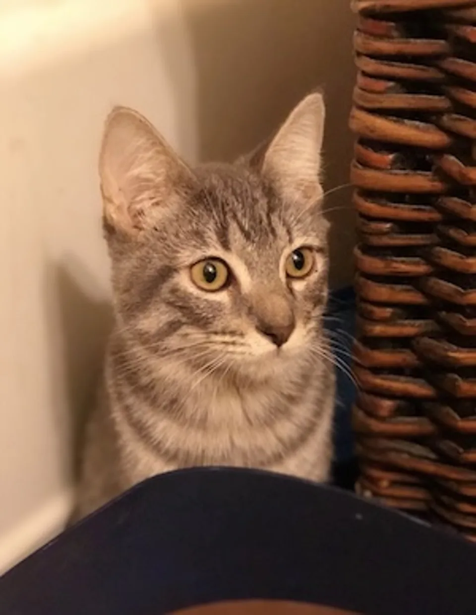 Original: full cat photo, 300 × 387 source