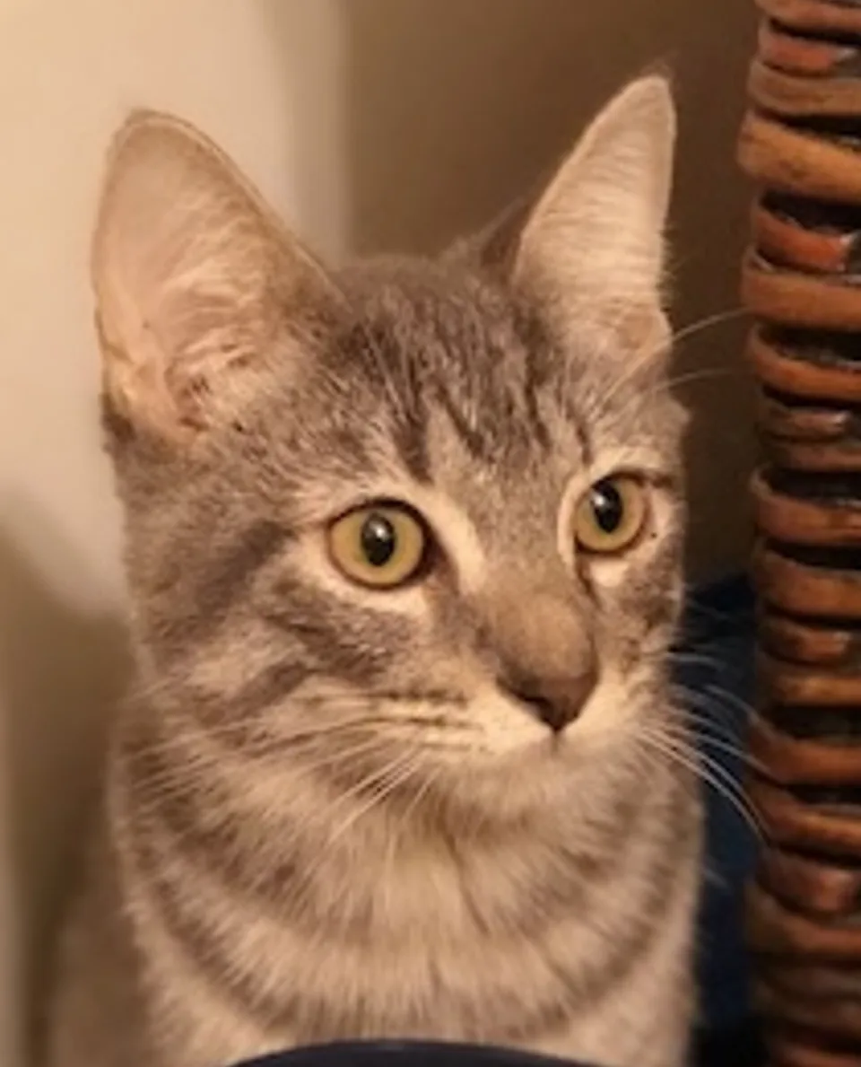 Original: close crop of a cat photo, 300 × 387 source enlarged four times